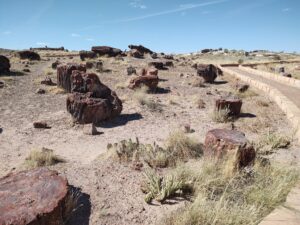 Petrified Wood