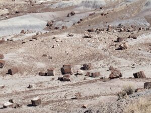 Petrified Landscape